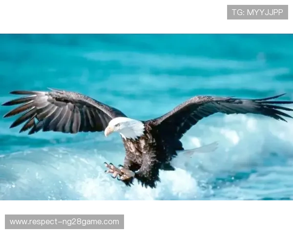 老鹰新赛季崛起：从重建到竞争强队的蜕变与挑战